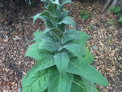 Mullein Leaf Garden Grown Pesticide Free Permaculture Soil 100% Organic USA Made