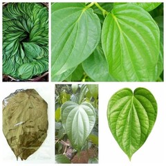 Dried Betel Leaves 60pcs Authentic Sri Lankan Farm Grown Herbal Organic Natural.