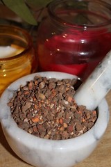 Bloodroot – Sanguinaria canade, Cut Root – Appalachian Mountains Wild Harvest