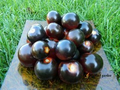 500 Seeds Solanum Lycopersicum Black Pearl Tomatoes Unique Black Gem Home Garden