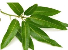 Dried Mango Leaves MALAYSIA Organic Freshly Picked 100g No pesticides ever used