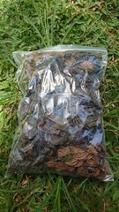 30g Dried Red Jatropha Curcas Leaves – Ratanjot Laljari Yatilung Jadi Herbs