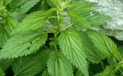 Nettle leaves Dried Cutted ( Urtica dioica ) ORGANIC from Carpathian mountain UA