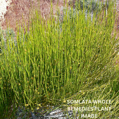 Natural Somlata Herb | Buy 1 Get 1 Free | Whole & Powder | Gerard Jointfir
