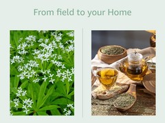 Sweet Woodruff Herbal Tea (Galium odoratum) – Dried Loose Leaf