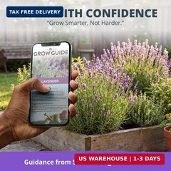 HOME GROWN Non GMO English Lavender Seeds 1,500+ Wildflower Seed for Planting In