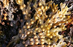 Irish Sea Moss – Bladderwrack – Alkaline Detox ~ Dr. Sebi ~ Cell Food 2000mg