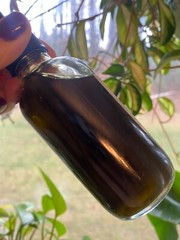 Oil of Oregano- Organic- Wild Crafted Made in Maine- Powerful & Potent 2oz