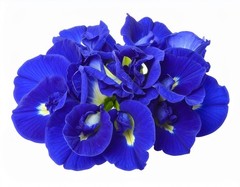 Butterfly Pea Flower Tea – Liquid Extract Tincture – Easy Drops – Cool Blue – US