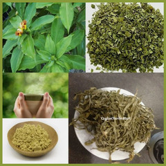 Insulin Plant Leaves Powder Thebu Costus Igneus Blood Sugar Support Herbal Tea