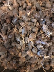 Organic DRIED Cyperus rotundus L 100g (3.5 oz) عشبة نبات السعد
