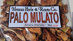 Palo mulato bursera simaruba naked indian mulatto stick jiñocuabo gumbo limbo
