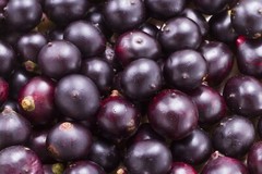 digestion pure – WINE EXTRACT – anti inflammation diet plan 1B 60CAPS