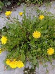 ARK PURE HERB Dandelion Root Taraxacum officinale tea cut Indian Natural organic