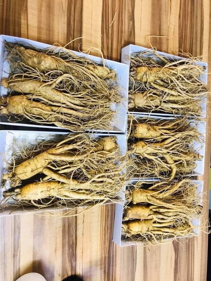 6 years Korean Red Ginseng, Fresh , 1kg