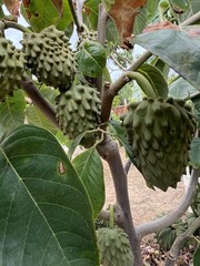 20 Seeds of EL BUMPO Cherimoya
