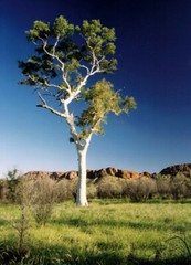 Eucalyptus Essential Oil | 1floz to 4floz | 100% Pure Natural Hand Crafted