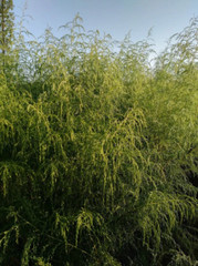 Dogfennel – Dried Herb Wild Mayweed – Eupatorium cappillifolium – CHOOSE 0.5 – 4