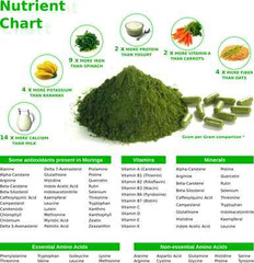 90 Organic Moringa Oleifera Tea Pouches – Nutrients + Energy + Antioxidants