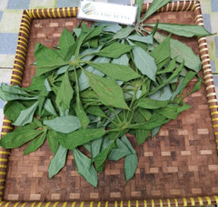 Daun Singkong (Manihot esculenta) Cassava Dried leaves