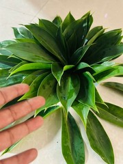 Insulin Plant Leaves (Costus igneus) – Fresh Herbal Leaves – Natural Ayurvedic