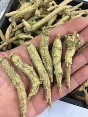 8oz/Bag Premium Wisconsin Long Ginseng正宗美国威州小号長形半野花旗参/西洋参(8安士装)-U.S. Seller