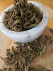 Goldenseal Root – Whole Dried Root, 2023 Appalachian Mountains Wild Harvest