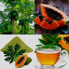 Dried Papaya (Carica Papaya) Leaves Powder Organic Immunity Boost Herbal Tea 50g