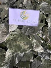 Daun Keji Beling ( Strobilanthes Crispus ) Black Face General Dried Leaves