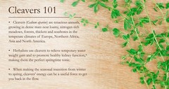 Cleavers Tincture: Relieves Swollen Glands, UTIs, Acne, Brain,Nerves, Prostrate