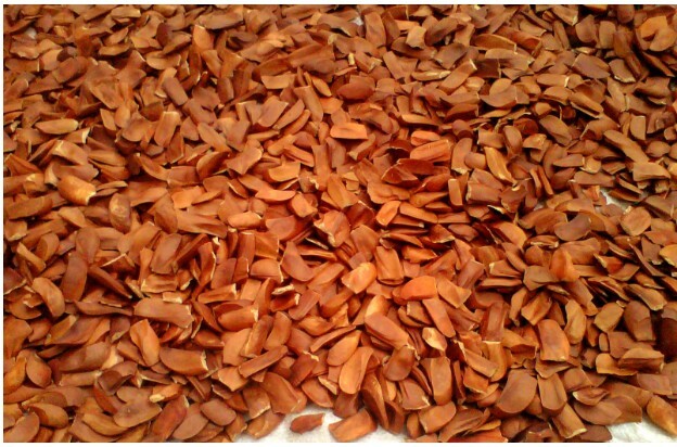 100 to 1000 gr Indonesia Sky Fruit Mahogany Seeds Xiang Tian Guo Swietenia M.