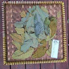 Daun Rambutan (Nephelium lappaceum) Dried Leaves