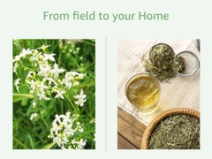 Cleavers Herb Galium Aparine – Dried Cut & Sifted Loose Leaf Herbal Tea