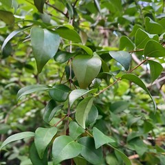Pitanga SURINAM CHERRY Leaves – Freshly Harvested Herbal Use – Organically Grown
