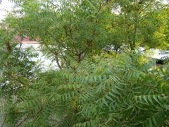 Neem Powder Azadirachta Indica Hojas De Neem Leaves Dried Natural Herbal Leaves