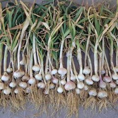 Garlic Fine Powder | 6oz to 5lb | 100% Pure Natural Hand Crafted