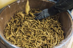 Half Wild American Wisconsin 7 years Ginseng 正宗美国威州半野生花旗参(7年中泡参)-U.S Seller