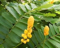 King Of The Forest /Senna Alata ORGANIC Jamaican Herb, 50+ FRESH LEAVES. WOW!