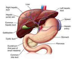 blood sugar food – URIC ACID FORMULA – complete digestion supporter 2 BOTTLE