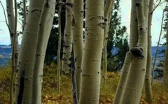 Aspen Bark ( Populus Tremula ) FREE SHIPPING