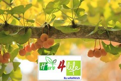 100% ORGANIC GINKGO LEAF CAPSULE (500mg/capsule) MEMORY, IMPROVE ALERTNESS GINKO