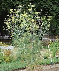 Fennel Seed Extract – Tincture – EASY Drops – All Natural USA