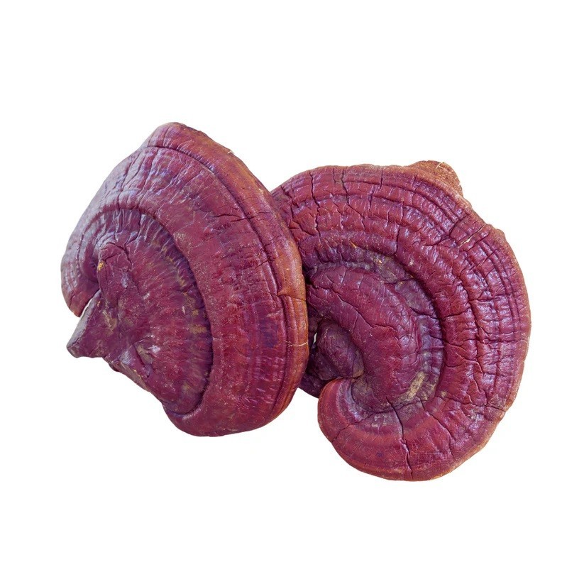 Red Reishi WHOLE Mushroom Organic (Ganoderma Lucidum) Ling Zhi Free Ship + USA