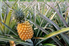 Pineapple powder 16oz (453g) Freeze Dried Kosher Vitamin B, C Rich SoFruta