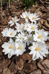 Bloodroot – Whole Dried Root, 2026 Wild Roots – 1 Oz. (Sanguinaria canadensis)