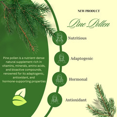 Raw Pine Pollen Powder Extract 10:1 | Testosterone Booster | Wild Harvested 112g