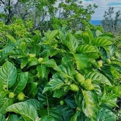 Organic Dried Noni Leaves Herbal Tea 100% Pure Natural Morinda Citrifolia Ceylon