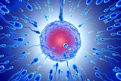 FERTILIDAD MASCULINA – AYUDA A LA CONCEPCIÓN – AUMENTO DE LA MOVILIDAD SEMINAL