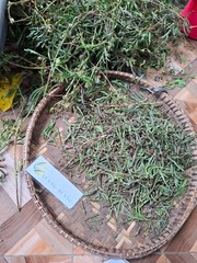 Daun Putri Malu – Mimosa Pudica L Leaves
