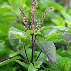 Dried Whole Tulsi Plant India Holy Basil FORTUNE TREE Ocimum Tenuiflorum Organic